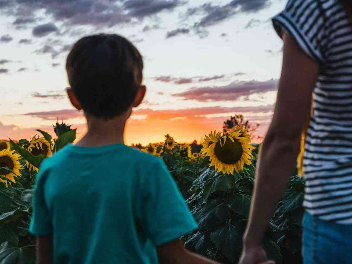 Sunflowers in the Granite Belt